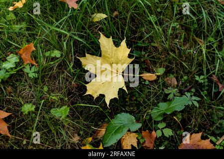 Yellow maple leave on green grass covered with fallen leaves. High quality photo Stock Photo