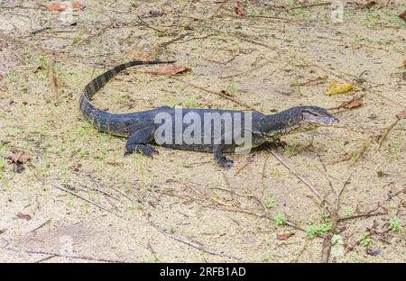 Malayan water monitor lizard on the banks of Marina Bay in Singapore Stock Photo