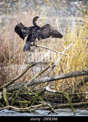 A great cormorant spreads its wings to dry them Stock Photo