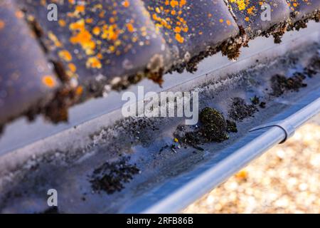 Mossy tiles with lichen on a house roof with galvanized and dirty gutter in which there is moss Stock Photo