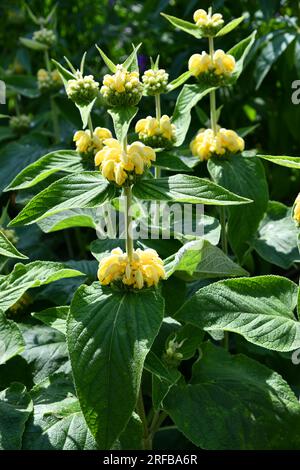 yellow flowers of russel sagebrush in a park Stock Photo