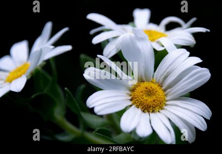 Close-up of three white daisies Stock Photo