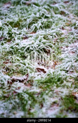 Frozen grass Stock Photo