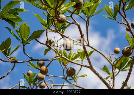 Jenipapo (Genipa americana), many fruits on the tree with blue sky in the background. Selective focus Stock Photo