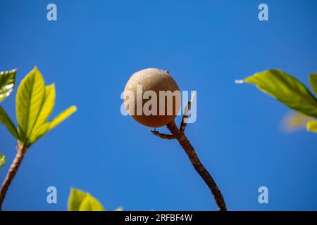 Jenipapo (Genipa americana), many fruits on the tree with blue sky in the background. Selective focus Stock Photo