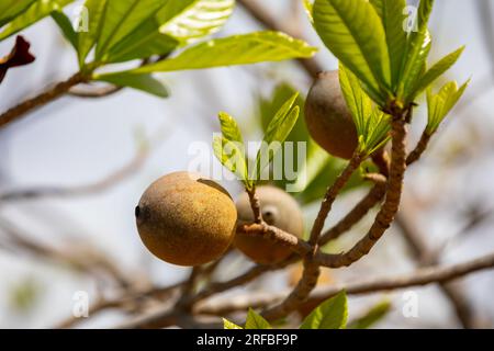 Jenipapo (Genipa americana), many fruits on the tree with blue sky in the background. Selective focus Stock Photo