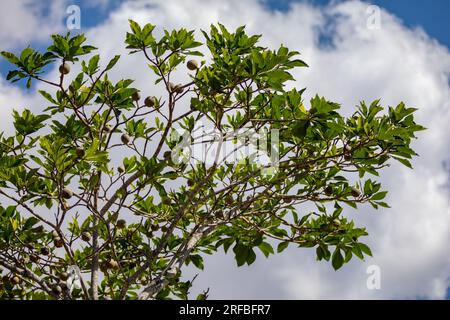 Jenipapo (Genipa americana), many fruits on the tree with blue sky in the background. Selective focus Stock Photo