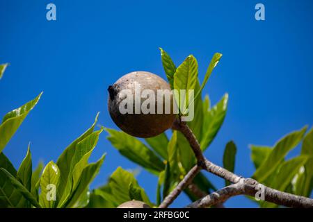 Jenipapo (Genipa americana), many fruits on the tree with blue sky in the background. Selective focus Stock Photo