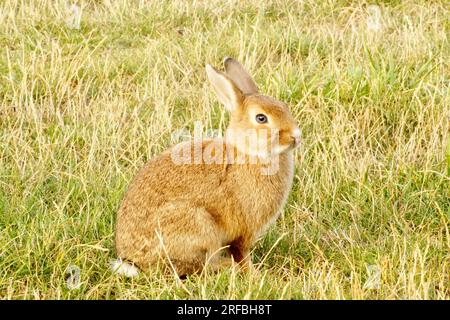 hare sits in a clearing, a red rabbit with beautiful fur sits on the grass Stock Photo