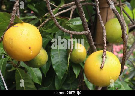 tasty and healthy Pouteria caimito fruit on tree in farm for harvest are cash crops Stock Photo