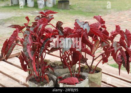 Painted leaf begonia leaf tree plant on farm in pot for sell is a cash crops Stock Photo