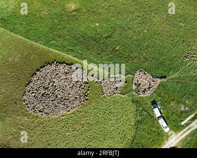 AERIAL VIEW. Shepherd sorting sheep in the pastures of the Vanoise Range. Les Belleville, Savoie, Auvergne-Rhône-Alpes, France. Stock Photo