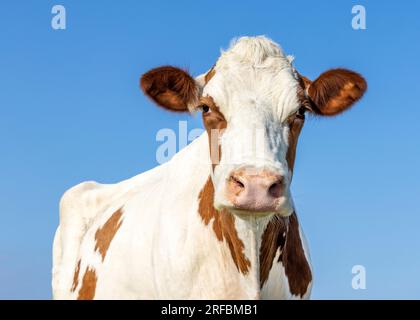 Cow standing full length in side view, Holstein milk cattle black and white, a blue sky and horizon over land in the Netherlands Stock Photo