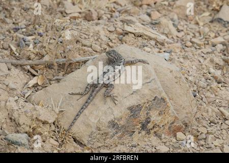 Wastern Fence Lizard on a rock Stock Photo