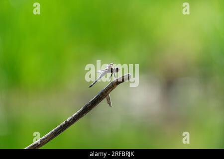 Common Whitetail Skimmer rests on branch Stock Photo
