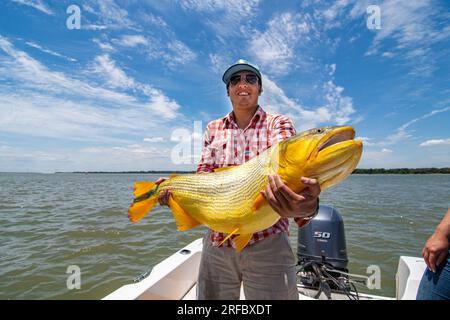 Grown white man holding a big specimen of golden dorado (Salminus Brasiliensis) after a catch and return fishing routine. Stock Photo