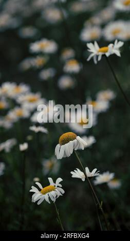 A moody photograph of a field of ox-eye daises Stock Photo