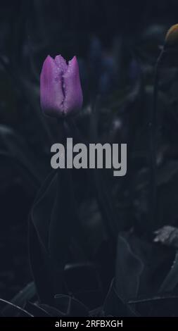 A photograph of a purple tulip growing in a garden. Stock Photo