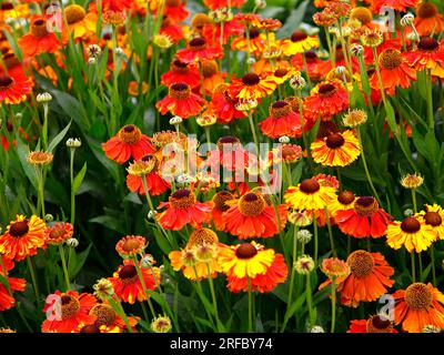 Closeup of the multicoloured summer long flowering herbaceous perennial garden plant helenium sahin's early flowerer or Sneezeweed Stock Photo