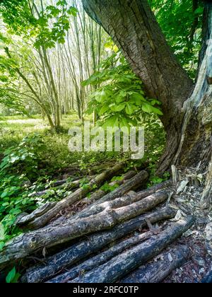 Natural intimate landscape demonstrating the colours, patterns and textures in the found environment Stock Photo