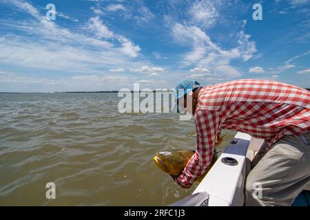 Fisherman holding a golden dorado (Salminus Brasiliensis) during a catch and return demo on a fishing day. Stock Photo