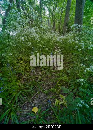 Natural intimate landscape demonstrating the colours, patterns and textures in the found environment Stock Photo