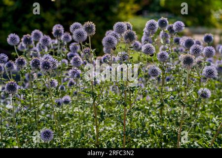 Echinops bannaticus, known as the blue globe-thistle Stock Photo