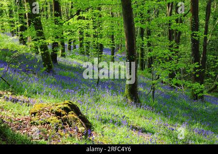 Ermington Wood in spring near Modbury, South Hams, Devon, UK Stock Photo
