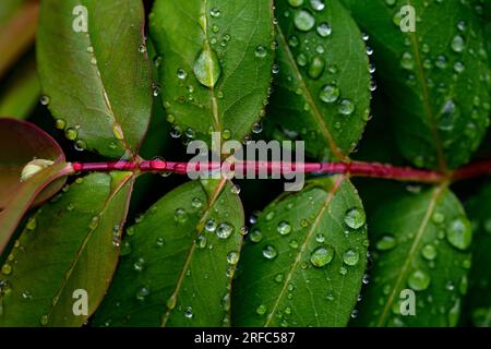 Background, pattern. Raindrops on green leaves of the large-flowered St. John's wort, Hypericum patulum. Leaf showing translucent glands and dark glan Stock Photo