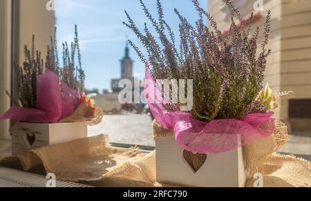 View through the cafe window of the town square with the town hall in the background. Heathers in white pots on the windowsill in the foreground. Roma Stock Photo