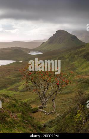 Rowan tree overlooking the Quiraing and the Trotternish Ridge Isle of Skye, scotland Stock Photo