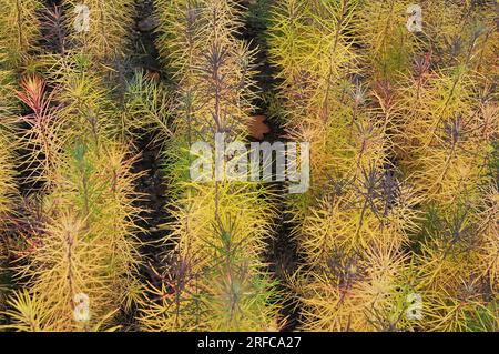 Seedlings of young coniferous trees larch grown in a nursery in forestry. Stock Photo