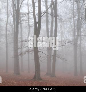 Trees in the mist, Beechwoods Nature Reserve Stock Photo