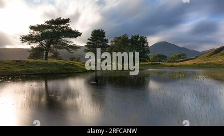 Trees reflected in Kelly Hall Tarn, Torver, Coniston, Lake District, UK Stock Photo