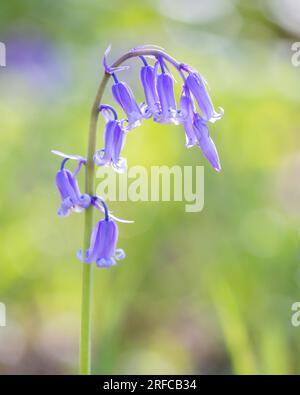 Bluebell flower head in Waresley Woods Cambridgeshire, UK Stock Photo