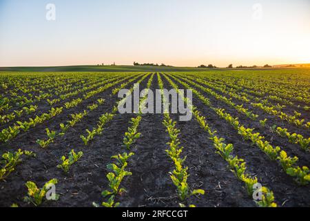Straight rows of sugar beets grows on the farmer's field in spring. Agriculture, organic. Stock Photo