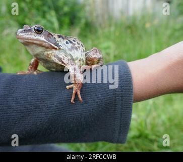 An old frog (Rana temporaria) on a boy's hand. Nature's trust should be valued Stock Photo