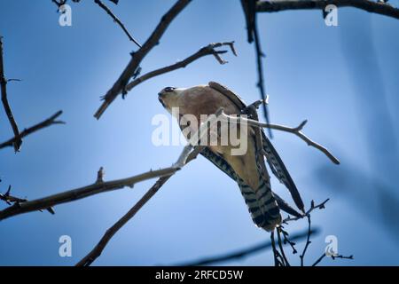 Red-footed falcon (Falco vespertinus) female Stock Photo