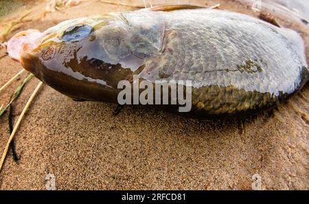 An enviable trophy of a fisherman with a fishing rod in a European river. Caspian bream (Abramis brama orientalis). The fisheye lens is used Stock Photo