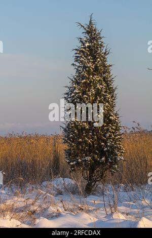 Beautiful old symmetrical Common juniper (Juniperus communis) in winter on the shore of a reed lagoon. Baltic sea Stock Photo