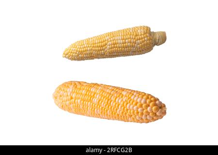 Yellow sweet corn isolated on white background. Copyspace. Stock Photo