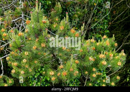 Mugo pine tree a species native to Europe with its small pine cones visible early before summer Stock Photo