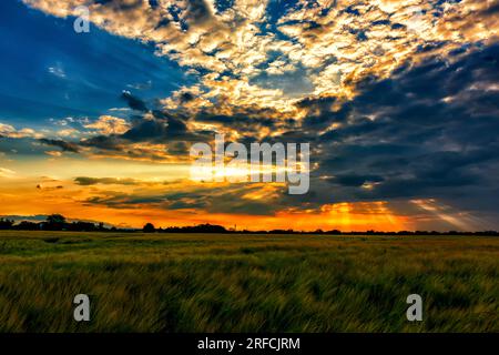 Evening dawn over an agricultural field sown with wheat Stock Photo