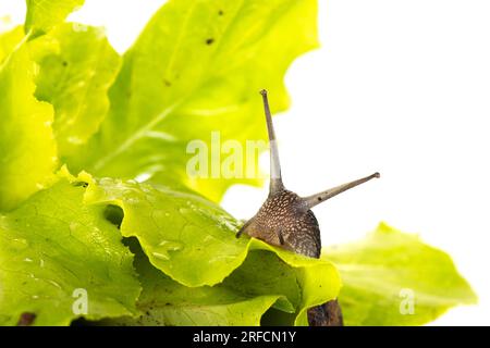 Snail eating in the lettuce Stock Photo