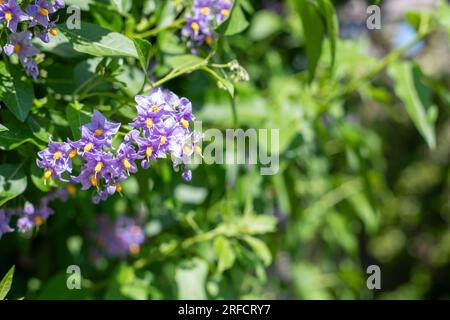 Close up of Chilean nightshade (solanum crispum) flowers in bloom Stock Photo