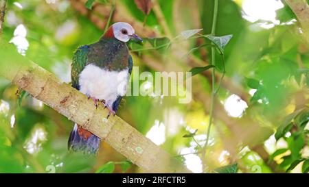 White-bellied imperial pigeon (Ducula forsteni), endemic bird of Indonesia Stock Photo