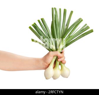 young onion in hand path isolated on white Stock Photo