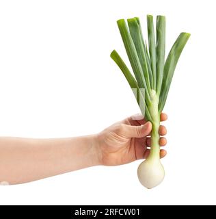 young onion in hand path isolated on white Stock Photo