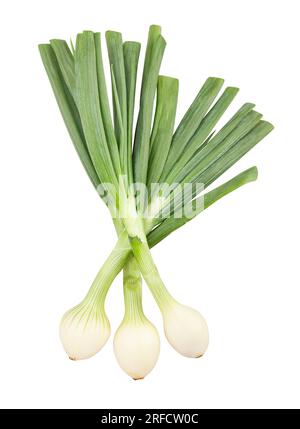 young onion path isolated on white Stock Photo