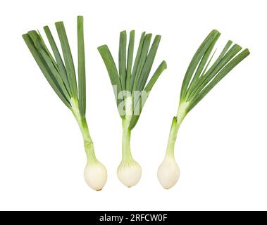 young onion path isolated on white Stock Photo